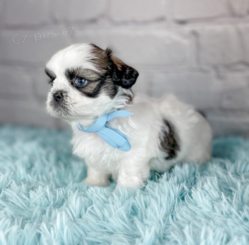 Prod�m �t��ata SHIH TZU