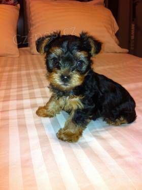 Prod�m mini �t��ata yorkie.