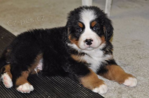 Prod�m o�kovan� a od�erven� �t��ata bernsk�ho sala�nick�ho psa.
