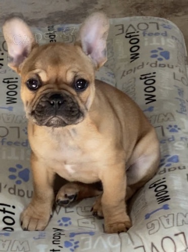 Prod�m ZDRAV� a O�KOVAN� �t��ata francouzsk�ho buldo�ka.