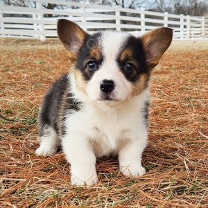 Zdrav� a hygienicky nez�vadn� �t��ata Pembroke Welsh Corgi na prodej.