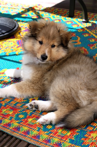 Prod�m �t��ata Sheltie