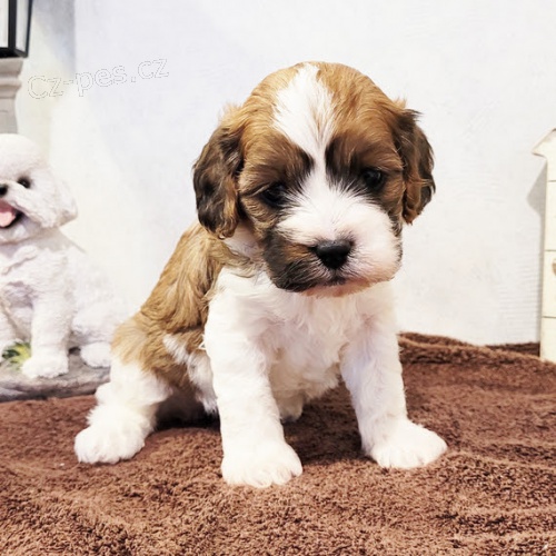 Cavapoo �t��ata k adopci. Jsou o�kovan� a od�erven�.