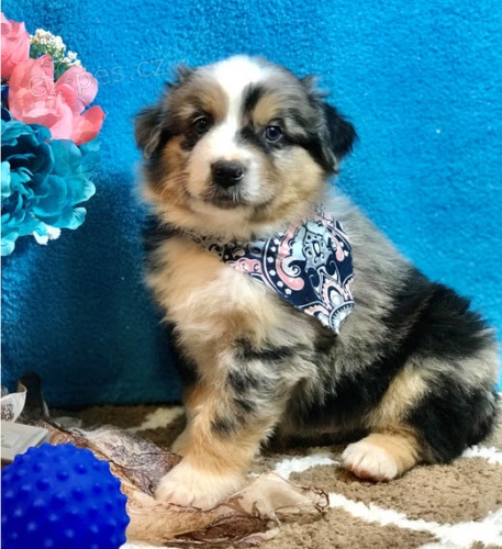 Prod�m roztomil� �t��ata australsk�ho ov��ka