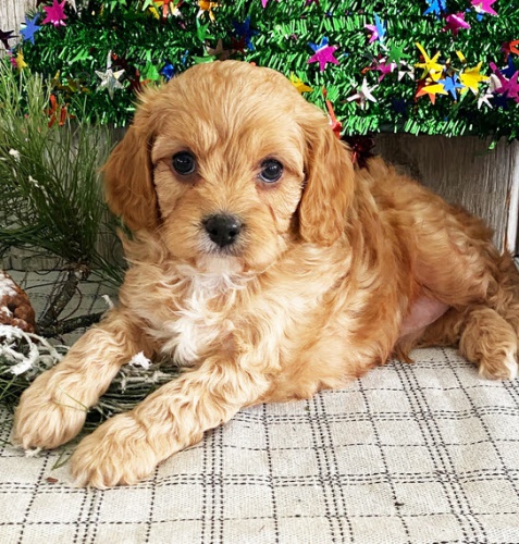 Prod�m hygienicky vycvi�en� miniaturn� �t��ata Cavapoo.