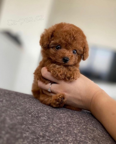 Prod�m zdrav� a kr�sn� �t��ata pudl�ka a feny MINI TOY.