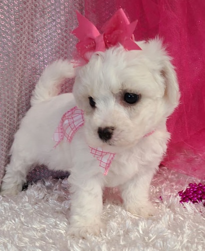 Prod�m �t��ata bi�onka.