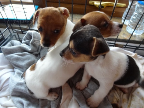 Prodm okovan a oderven tata fenky a pejska Jack russell terir.