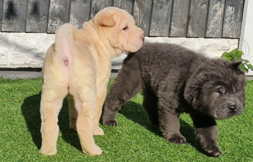 ��nsk� �t��ata shar-pei na prodej. �t��ata jsou o�kovan� a od�erven�.