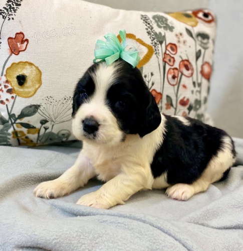 Prod�m �t��ata anglick�ho �pringr�pan�la