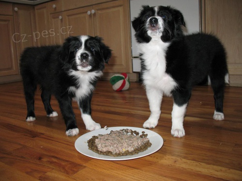 K dispozici zdrav� �t��ata border kolie.