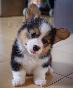 Prodej trpasli��ho psa a feny Pembroke Welsh Corgi �t��ata.
