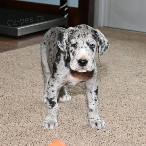 �t��ata n�meck� dogy a feny k adopci.