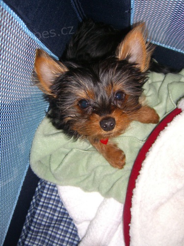 �t�n� Jork��r�t� teri��i fenka