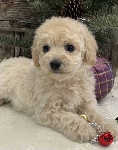 Prod�m ZDRAV� a O�KOVAN� �t��ata bichonpoo.