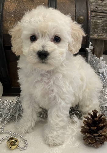 �t��ata bichonpoo na prodej.