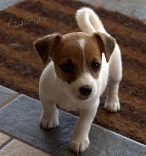 Prod�m zdrav� �t��ata jack russell teri�ra.