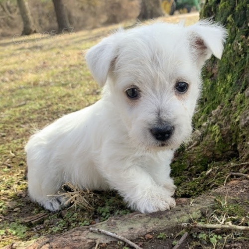 Prod�m mini �t��ata West Highland White Terriers
