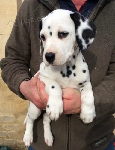 Prod�m kr�sn� a zdrav� o�kovan� �t��ata dalmatin�