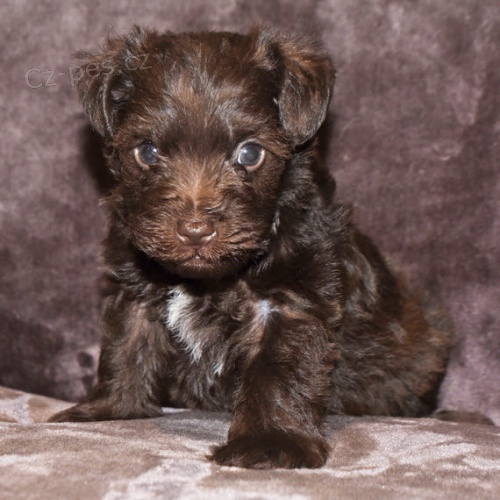 Prod�m �t��ata mal�ho kn�ra�e.