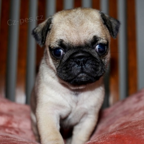 �t��ata mops� na prodej