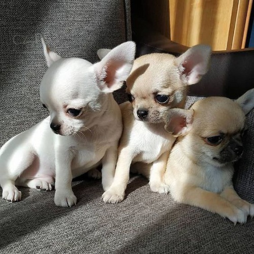 Prod�m �t��ata �ivava mini