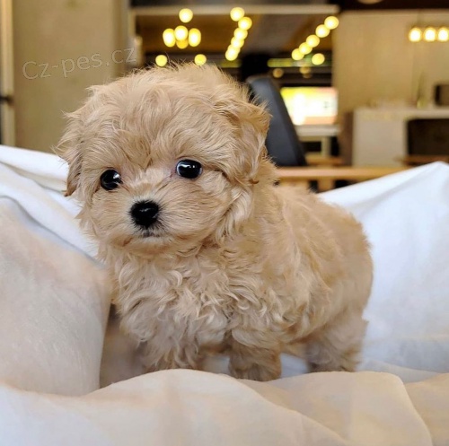 Prod�m zdrav� a hygienicky vycvi�en� �t��ata mini pudla.