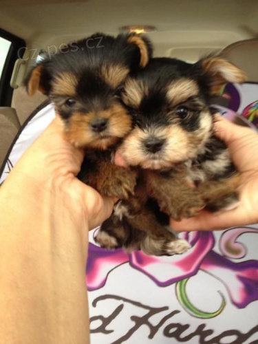 Prod�m mini o�kovan� �t��ata yorkie.