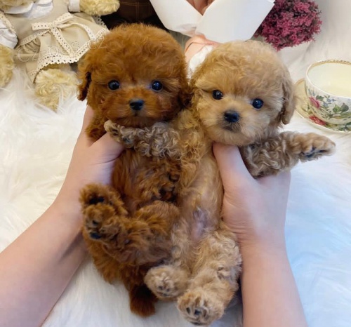 mini-mini-toy- �t��ata pudl� na prodej.