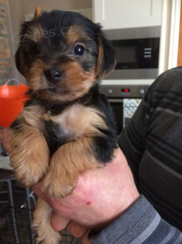 Prod�m mini toy �t��ata yorkie