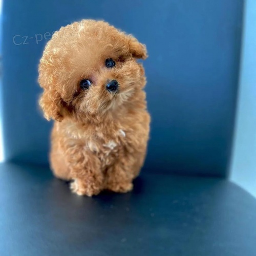 Prod�m �t��ata pejska a fenky Toy mini pudla.