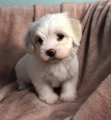 Prod�m roztomil� a zdrav� �t��ata havanese.