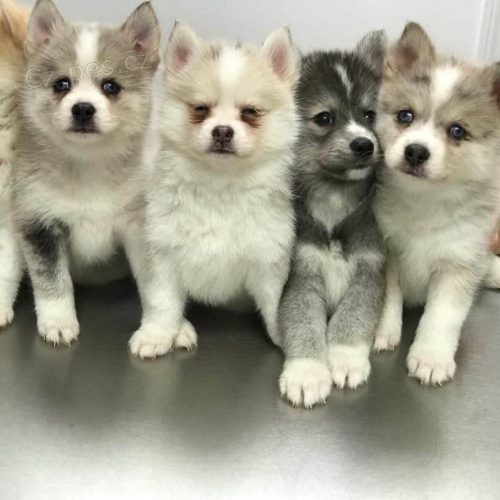 Prod�m �t��ata Pomskies (k��enec sibi�sk� husky a pomeranian)