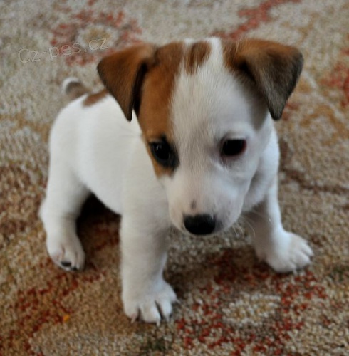 Prod�m zdrav� �t��ata jack russell teri�ra.