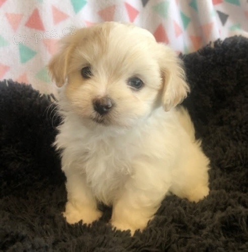 Prod�m roztomil� a zdrav� �t��ata havanese.