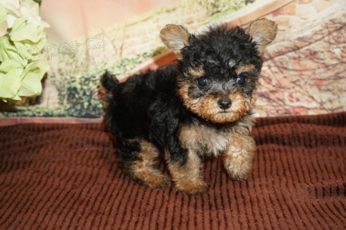 Prod�m roztomil� a kr�sn� miniaturn� �t���tka jork��rsk�ho teri�ra.