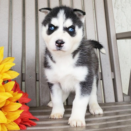 Rozko�n� �t��ata sibi�sk�ho huskyho a feny s kr�sn�ma modr�ma o�ima na prodej.
