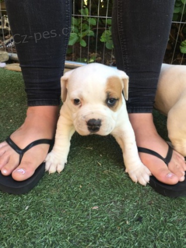 Prod�m �t��ata americk�ho buldoka.