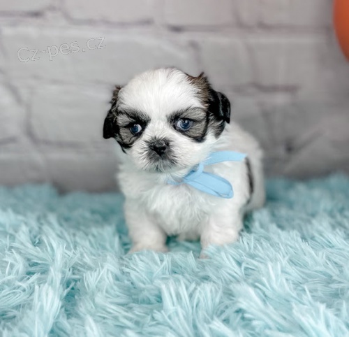 Prod�m �t��ata MINI SHIH TZU