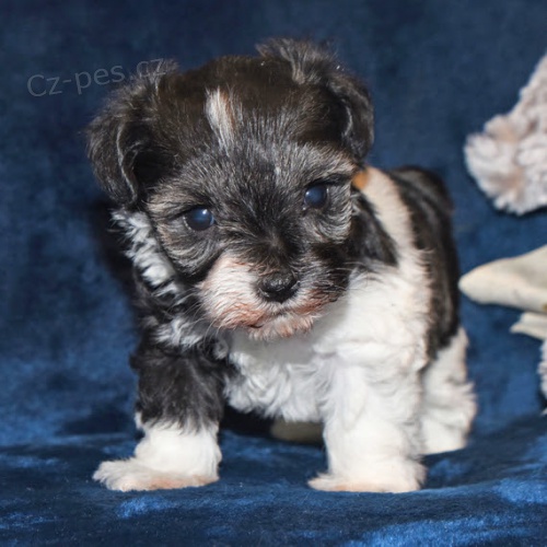 Prod�m ZDRAV�, O�KOVAN� a od�erven� mini �t��ata mal�ch kn�ra�� a mal�ch kn�ra��.