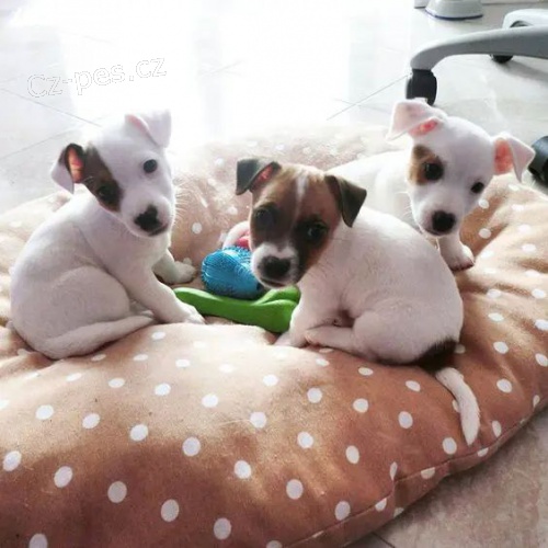 Prod�m �t��ata jack russell.
