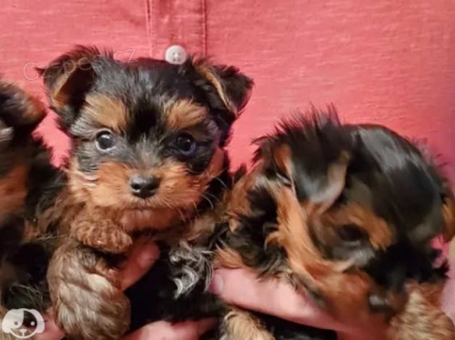 Jork��rsk� teri�r