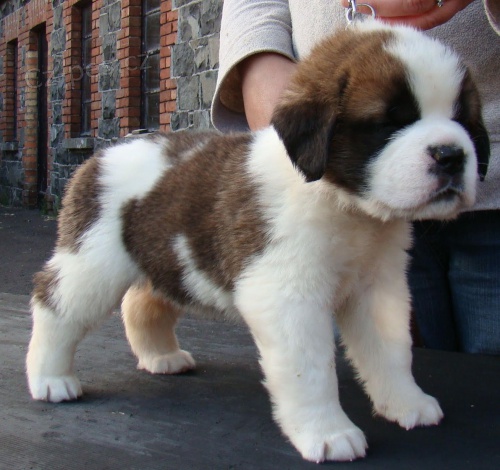 Prod�m saint bernard mini o�kovan� a od�erven� �t��ata.