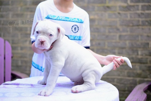 Prod�m �t��ata americk�ho buldoka.