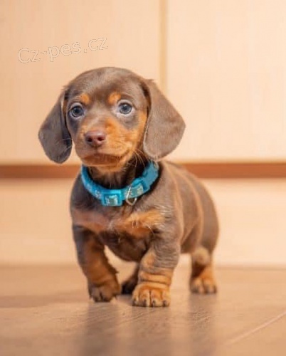 Prod�m zdrav�, o�kovan� a od�erven� �t��ata hladkosrst�ch jezev��k�