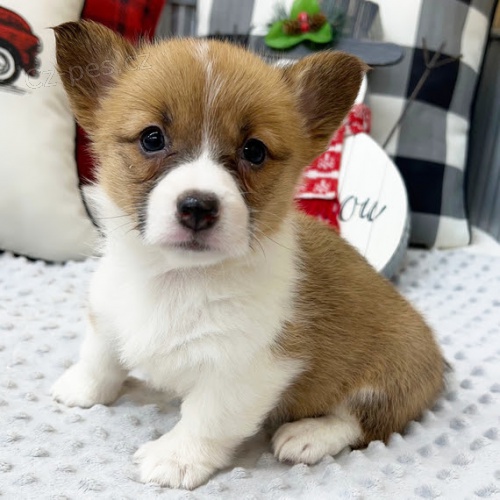 Prodm tata Pembroke Welsh Corgi.