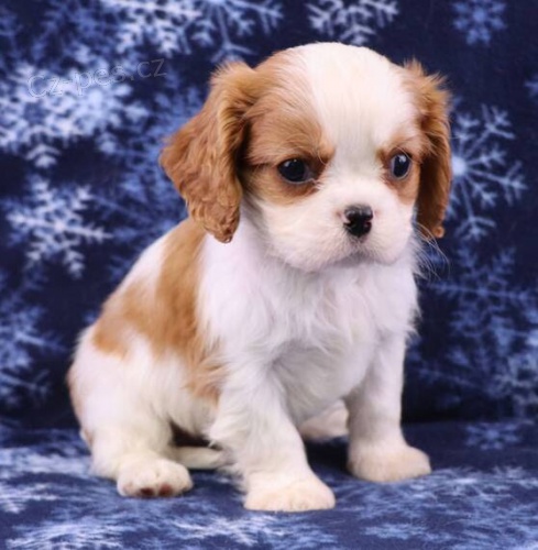 Prodm mini okovan tata Cavalier King Charles Spaniel.