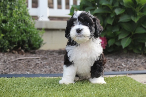 O�kovan� a od�erven� mini �t��ata portugalsk�ho vodn�ho psa k adopci