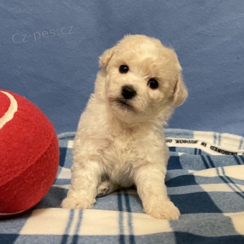 �t��ata bi�onka jsou k dispozici a p�ipravena k prodeji.