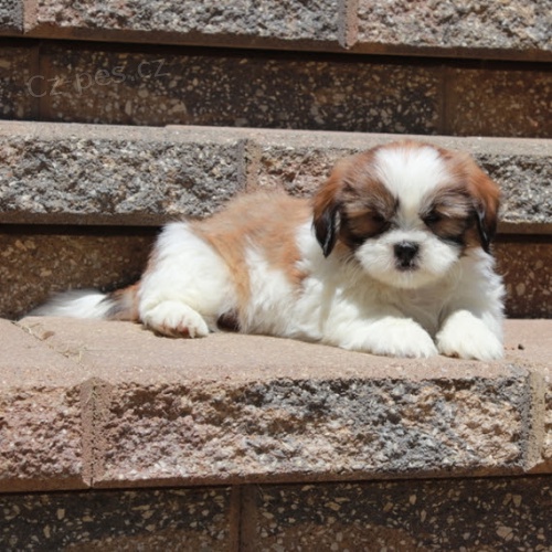 Prod�m �t��ata SHIH TZU